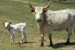 Ranch Livestock